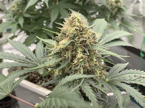 Barney's Farm ShiskaBerry grow journal week11 by Ripper - GrowDiaries