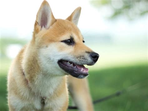 Shiba Inu Mix Photos and Information | ThriftyFun