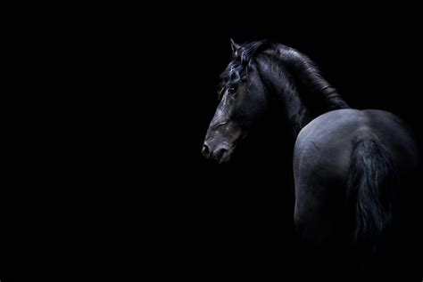 Black Horse Wallpapers - Top Free Black Horse Backgrounds - WallpaperAccess