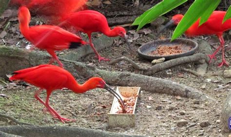 The story of the Scarlet Ibis - Trinidad and Tobago Newsday