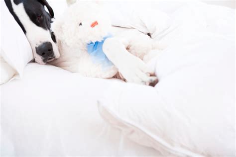 Dog Great Dane Sleeping In Bed Stock Photo - Download Image Now - iStock