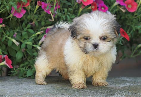 Shih Tzu Puppy For Sale Warsaw, OH Female- Izzy – AC Puppies LLC