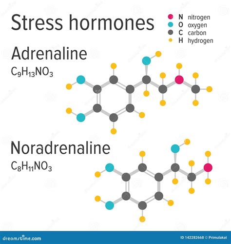 Adrenaline and Noradrenaline Stress Harmones Vector Chemical Formulas Stock Vector ...