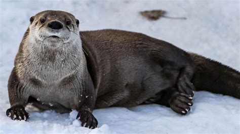 North Dakota River Otter Trapping Season Closed | The Mighty 790 KFGO ...