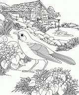Robin Bird Printable coloring page  Download Print Or Color Online sketch template