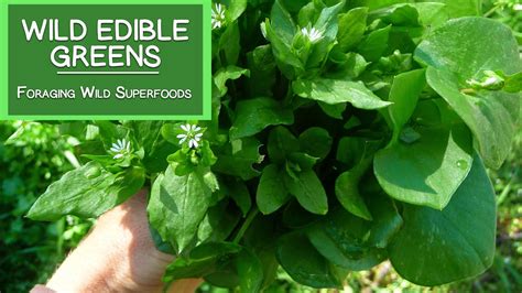 Wild Edible Greens, Foraging Your Own Wild Superfoods - YouTube