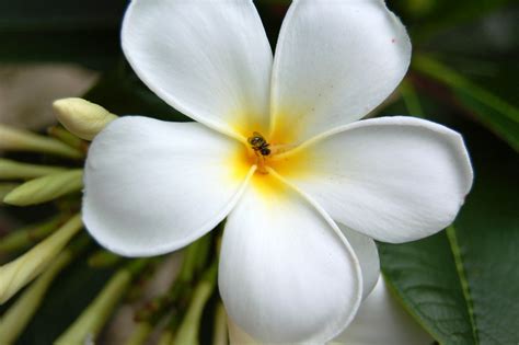 white kalachuchi | kalachuchi, as we call this flower, is a … | Flickr