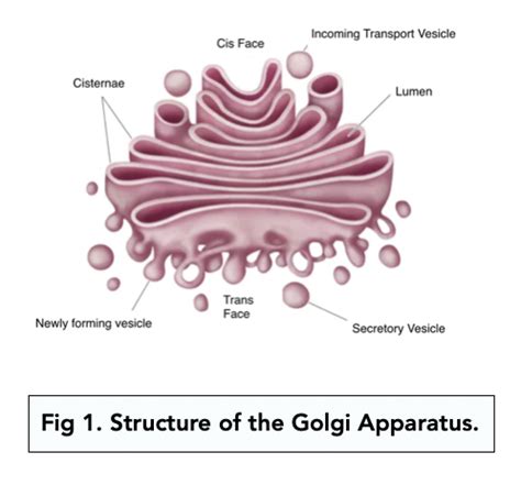 Eukaryotic Cells: The Golgi Apparatus and Lysosomes (A-level Biology) - Study Mind