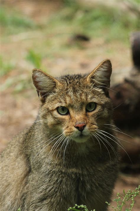 European Wildcat by Noiryss on DeviantArt