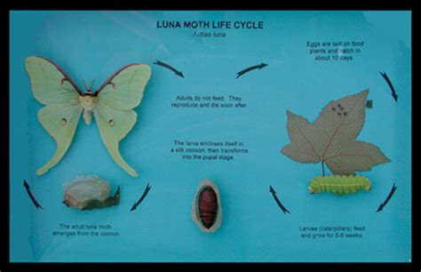 Luna Moth Life Cycle