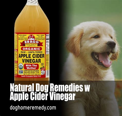 Apple Cider Vinegar General Uses For Your Dog - Dog Home Remedy