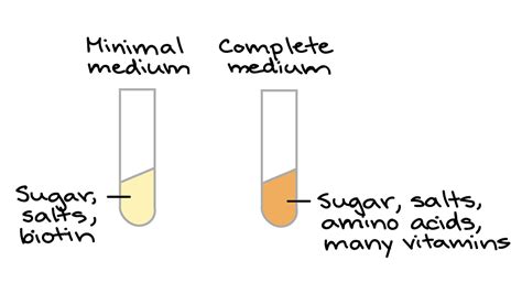 One Gene One Enzyme Theory - cloudshareinfo