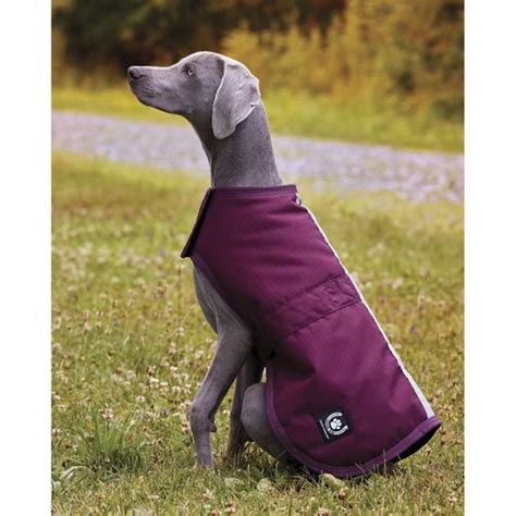 Dover Dog Blanket | Dover Saddlery