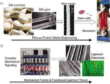 Biomaterial composites used for ligament tissue engineering. (a)... | Download Scientific Diagram