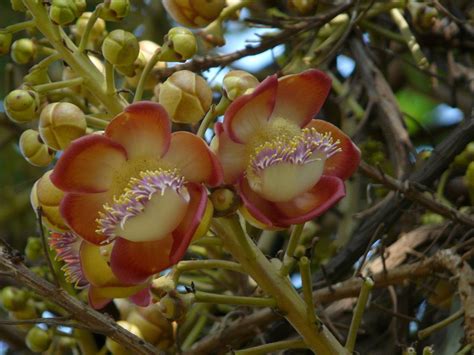 Brazil Nut Tree with Yellow Flowers