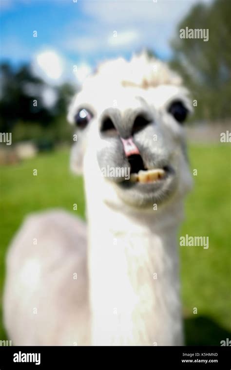 Funny Animals - Alpaca pulls funny face at Blair Drummond Safari and ...