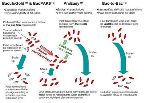 The easiest baculovirus expression