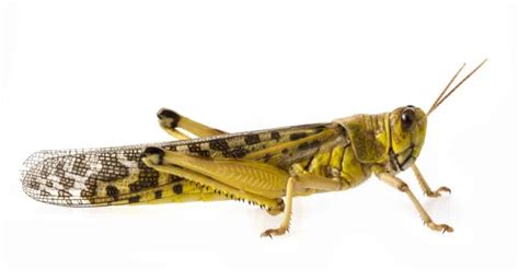Discover the Significance and Symbolism of Locusts in the Bible - A-Z Animals