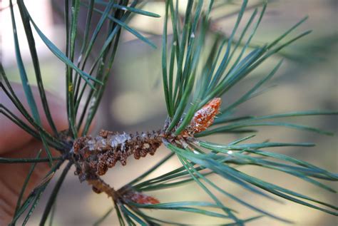 Scotch Pine | Bates Canopy | Bates College