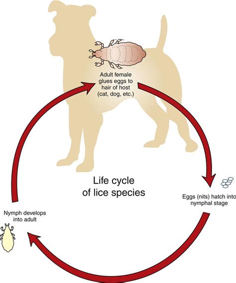 Arthropods That Infect and Infest Domestic Animals | Veterian Key