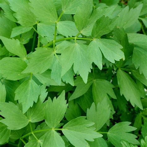 Lovage Herb (Levisticum Officinale) Seeds for Sale