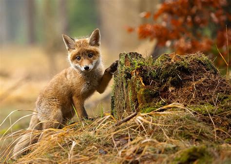 128 Animals Enjoying The Magic Of Autumn