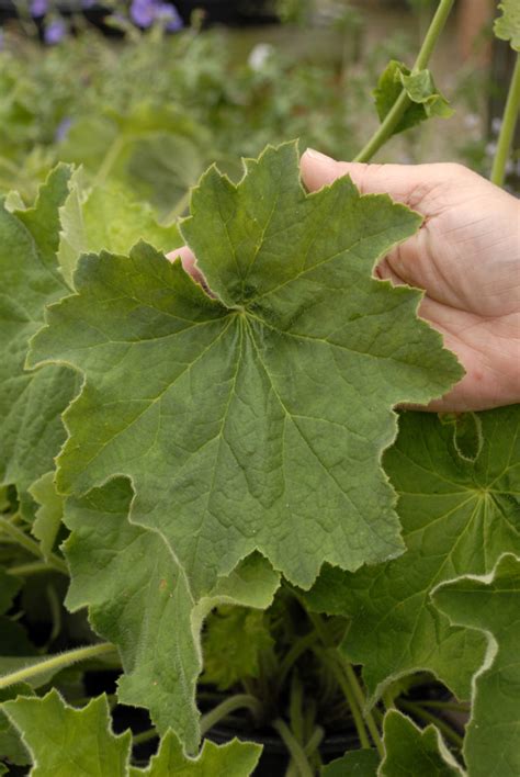 Heuchera villosa 'Autumn Bride' | Stonehouse Nursery