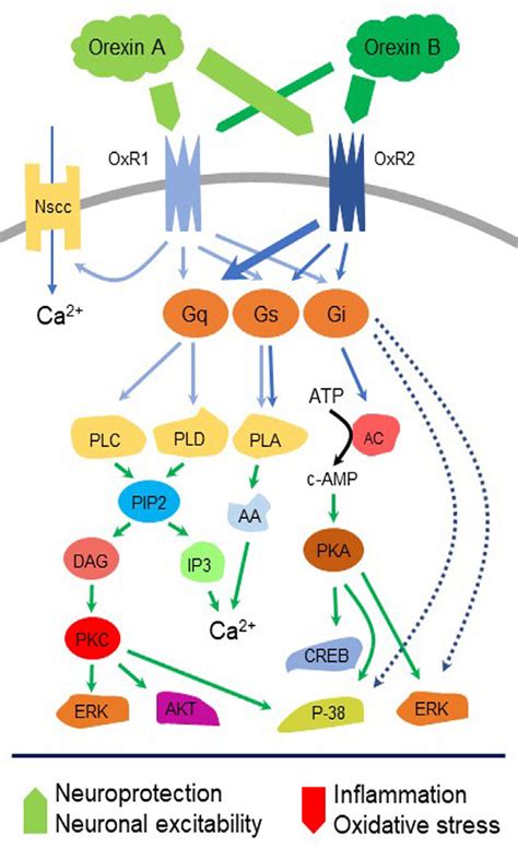 Orexin/receptor system mediated signaling. The binding of orexin A and ...