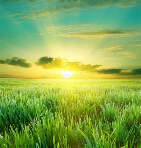 Green Field and Beautiful Sunset Stock Image - Image of bright, green: 9045401