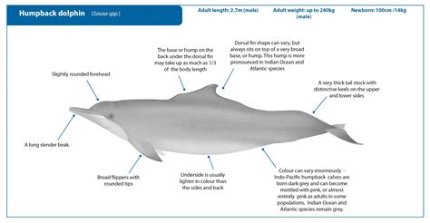 Humpback dolphin