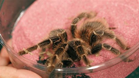 5 Red Rump Tarantula Facts & Care Tips | Pet Tarantulas - YouTube