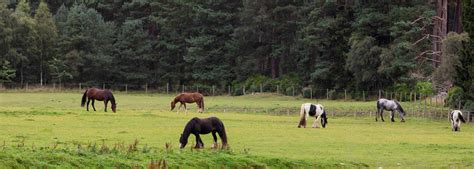 Pasture management for horse paddocks - World Horse Welfare