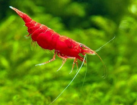 Freshwater Shrimp - Super Fire Red Cleaner Shrimp - Arizona Aquatic Gardens