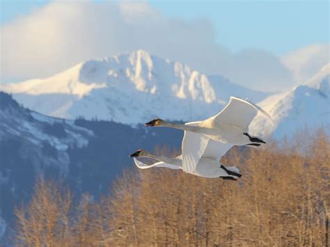 Trumpeter Swan Migration: A Complete Guide | Birdfact