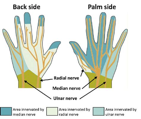 Innervation of the nerve bundles in the hand | Download Scientific Diagram