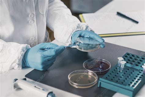 Microbiologist working in laboratory - Stock Image - F024/6053 - Science Photo Library