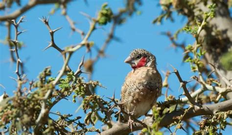 Types Of Finches | Top 5 Popular Pet Finches | Hutch and Cage