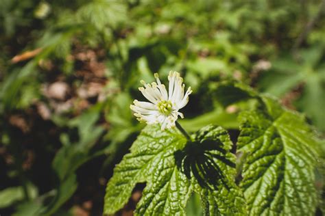 Goldenseal: Planting a Future for One of Our Most At-Risk Herbs