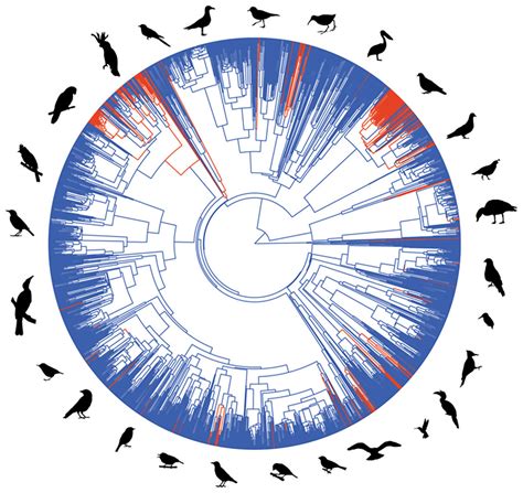 The biggest bird brain | New Zealand Geographic