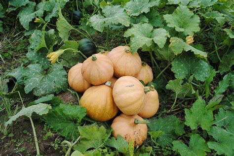 Seminole Pumpkin (Certified Organic) - Common Wealth Seed Growers