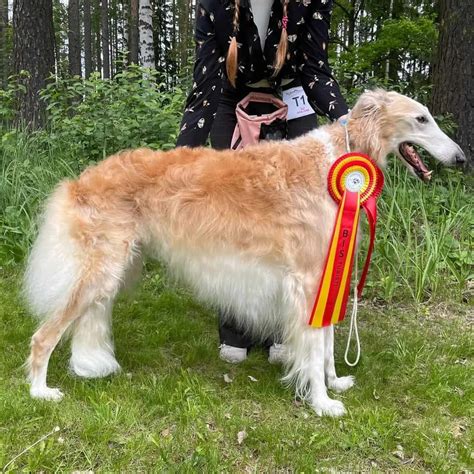 These 15 Borzoi Colors Are The Next In Fashion