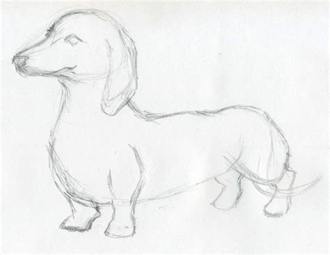 Dog Sketches For Inspiration