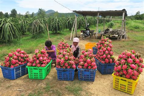 harvesting dragon fruit Artigos - Wikifarmer