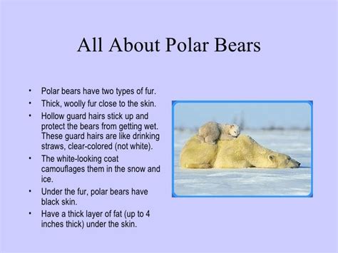 Polar Bear Fact Sheet For Kids | Kids Matttroy