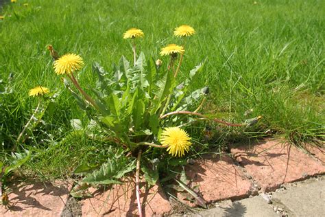 Dandelions, Crabgrass and Clover: Tips to Remove These Noxious Plants | Courtland Building ...