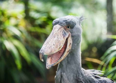 The shoebill - nutritiongarry