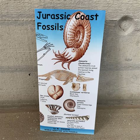 Product of the Week - Jurassic coast fossils guide Today's product of ...