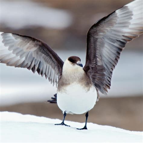 Discover the Fascinating World of Parasitic Jaegers