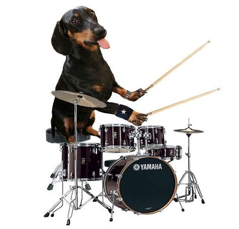 Dachshund Drummer | How to play drums, Dachshund love, Drums