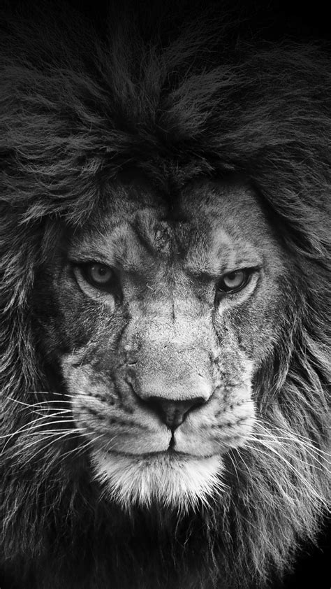 Lion Eyes Wallpapers - Wallpaper Cave